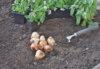 few bulbs of tuliips on the soil with viola flowers to plant in the garden