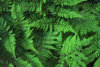 Green fern