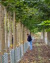 Personne dans une allée d'arbre en pépinière, choisissant un arbre pour son projet. Grâce à GPlants, fournisseur végétaux pour professionnels.